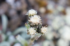 Antennaria friesiana