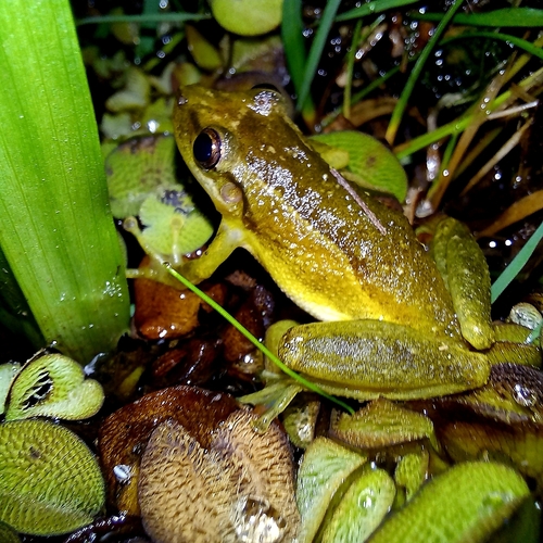 Santa Catarina Snouted Tree Frog