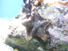 Pentagonaster pulchellus