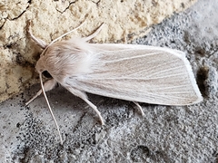 Acronicta insularis