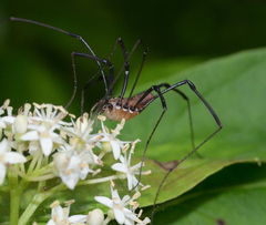 Leiobunum calcar