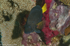 Hypoplectrus chlorurus