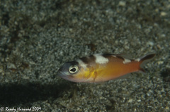Serranus tabacarius