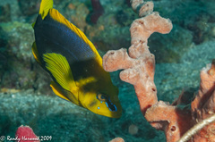 Hypoplectrus guttavarius