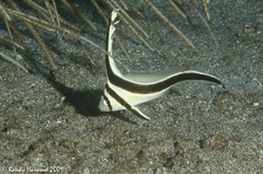 Eques lanceolatus