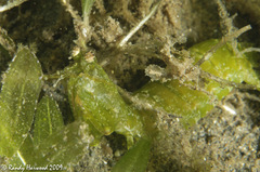 Squillidae