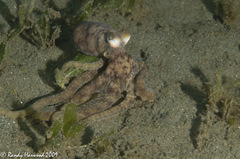 Octopus joubini
