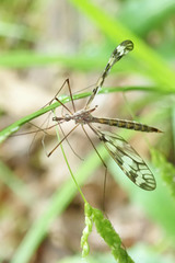 Tipula trivittata