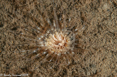 Botruanthus mexicanus