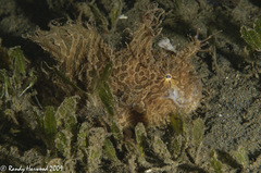 Antennarius scaber