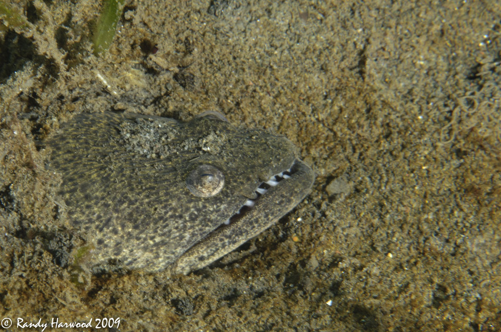 Spoon-nose Eels