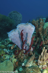 Callyspongia plicifera