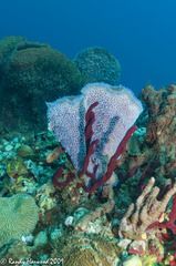 Callyspongia plicifera