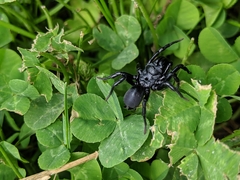Sphodros niger