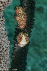 Cyphoma gibbosum image