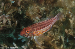 Serranus baldwini