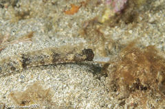 Cosmocampus albirostris