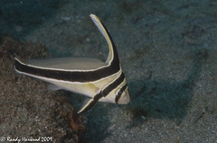 Eques lanceolatus