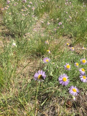 Erigeron pumilus