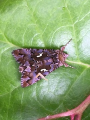 Autographa corusca