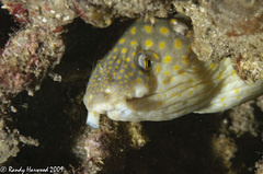 Myrichthys breviceps