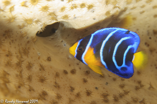 Queen Angelfish