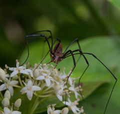 Leiobunum calcar