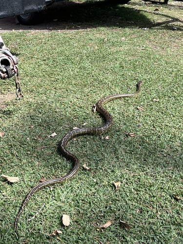 Coastal Carpet Python sighting