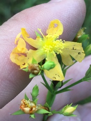 Hypericum virgatum