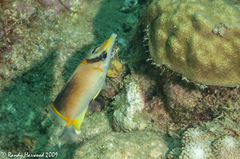 Prognathodes aculeatus