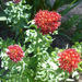 Rhodiola - Photo (c) Jesse Varner, some rights reserved (CC BY-NC-SA)
