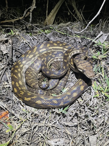 Australian Scrub Python sighting