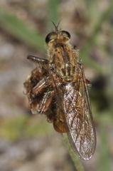 Machimus chrysitis