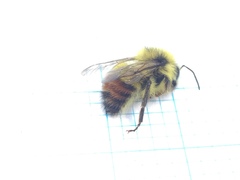 Bombus centralis