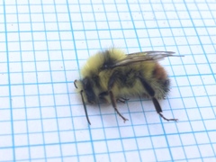 Bombus centralis