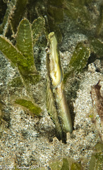 Chaenopsis limbaughi