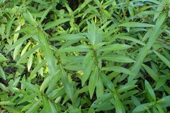 Hygrophila lacustris