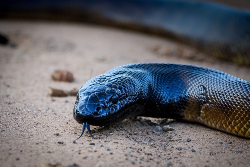Black-headed Python sighting
