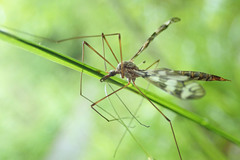 Tipula trivittata