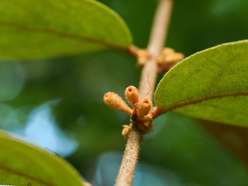 Scurrula ferruginea, photograph 5