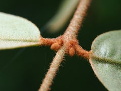 Scurrula ferruginea, photograph (c) Samuel Lee, some rights reserved (CC BY)