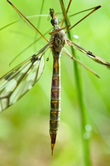Tipula trivittata