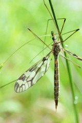 Tipula trivittata