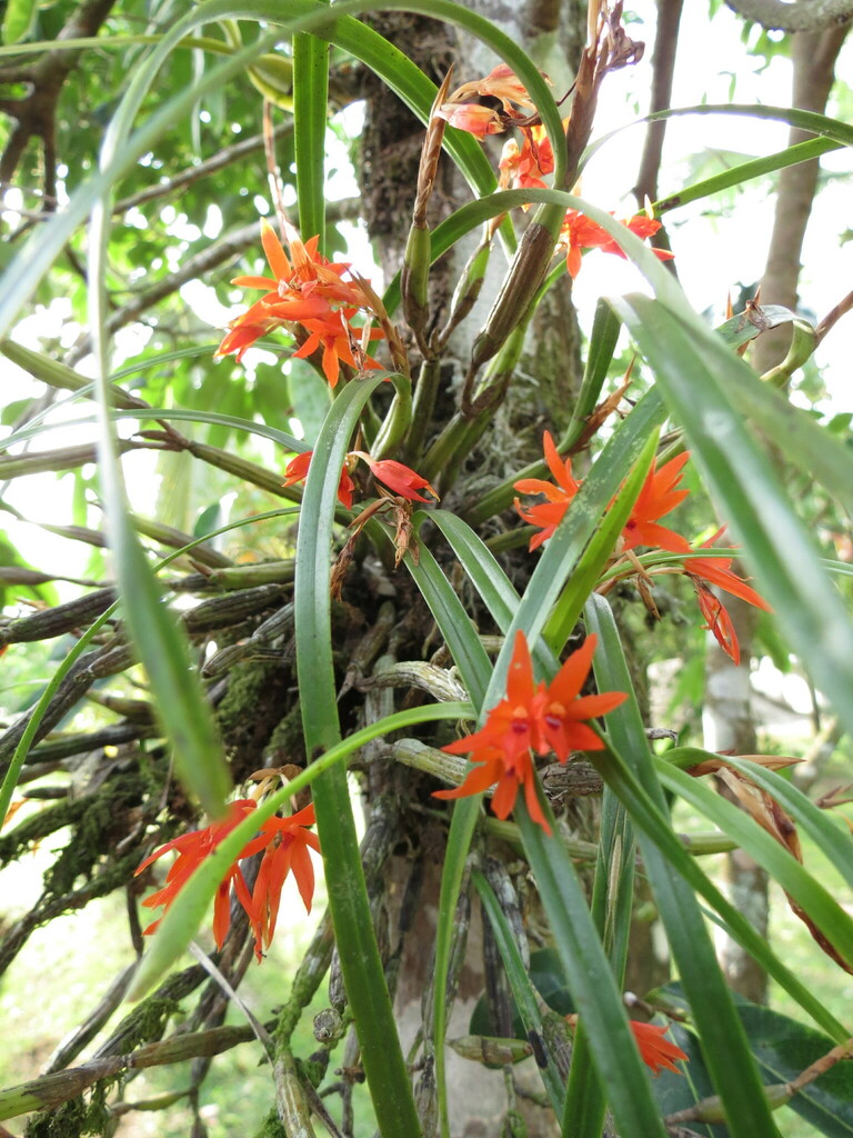 Scaphyglottis bidentata