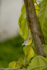 Anolis trinitatis