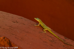 Anolis trinitatis