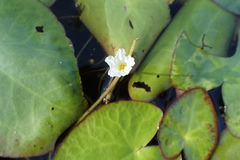 Nymphoides