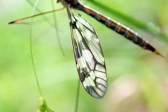 Tipula trivittata