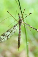 Tipula trivittata