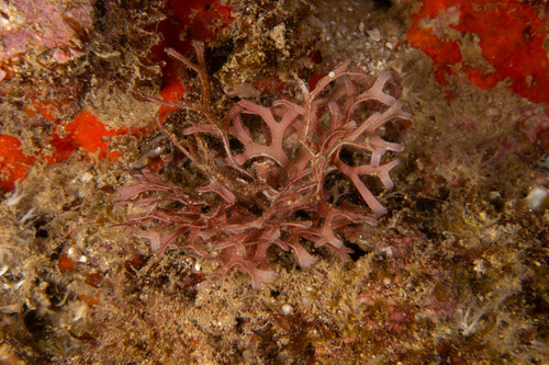 Dichotomaria marginata observed 2024-09-23